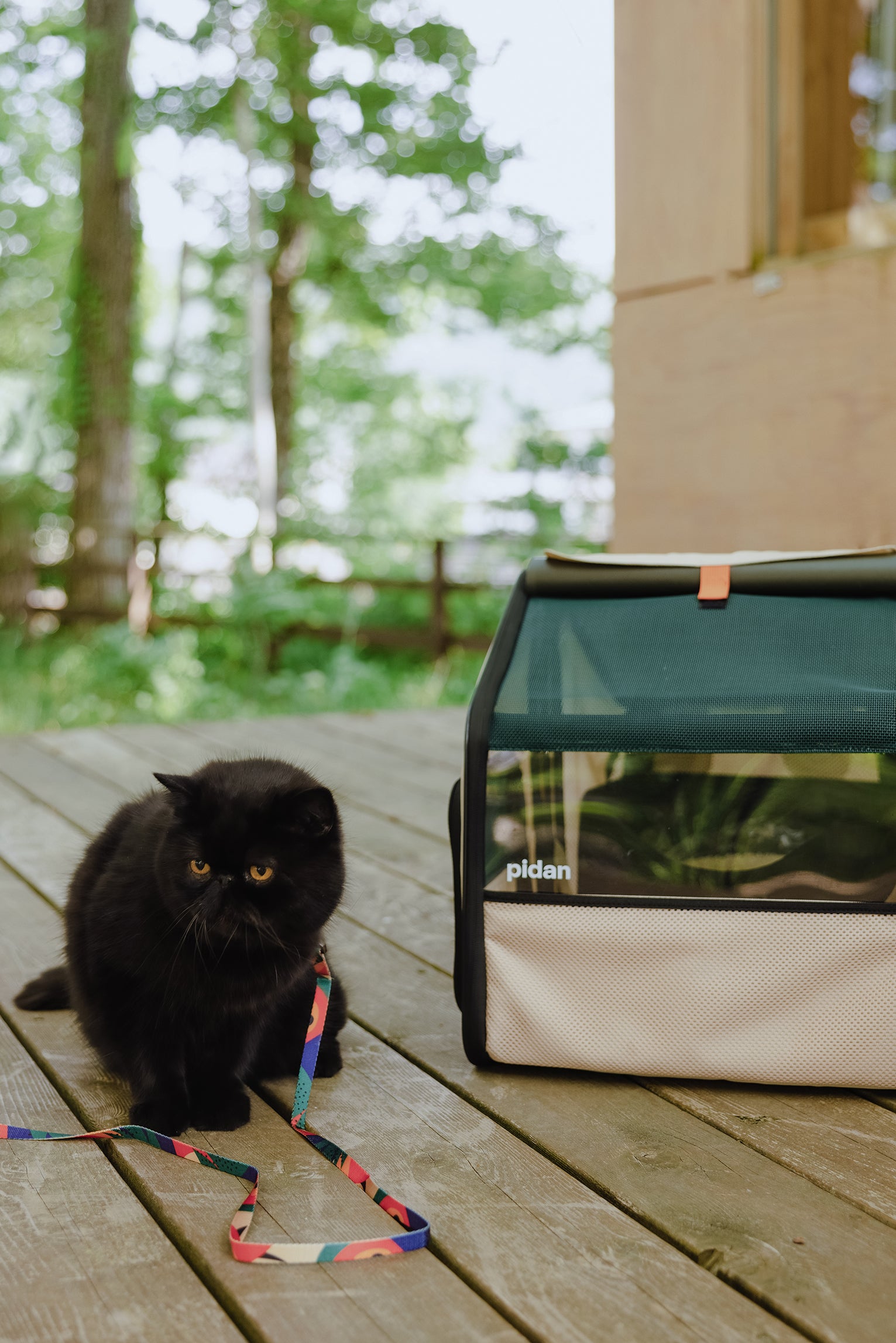 【お盆セール！】Pidan　可愛い　かまくら　猫トイレ（ほぼ新品）仙台市青葉区　手渡し pidan | キャットファースト製品