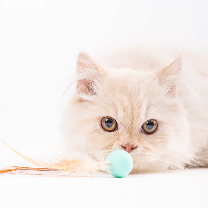 猫用おもちゃバウンシングボール（3個セット）